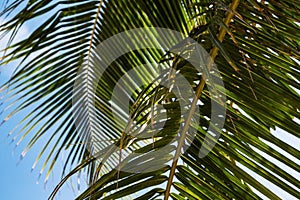 Fluffy green palm leaf on blue sky background. Relaxing tropical detail photo. Exotic place for vacation.