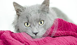 Fluffy grey blue medium hair kitten