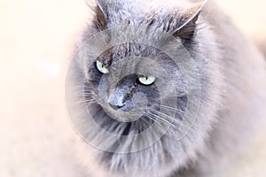 Fluffy grey cat over light background.