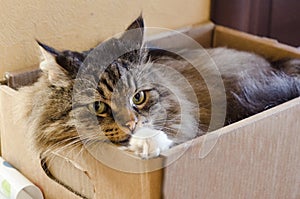 fluffy grey domestic cat with green eyes lies in a box. a shelter for the homeless. Veterinary clinic for pets. angry, scared