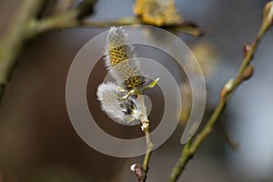 Fluffy grey goat willow catkins, Salix caprea or pussy willow, blooming in spring, close-up view