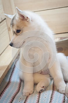 Fluffy grey husky pup sits on a light wooden backround