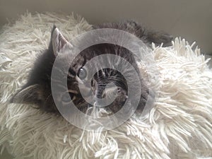 Fluffy Grey Kitten on Fuzzy Pillow