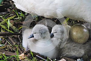 Cygnets in nest under swan. photo