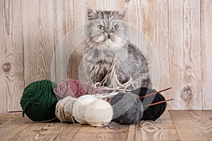Fluffy grey persian cat with a ball of yarn