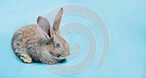 A fluffy grey rabbit sits on a blue background. The concept of a holiday - Easter, Christmas, New Year.
