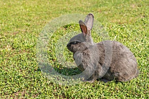 Fluffy grey rabbit sitting in a green grass meadow on a sunny day