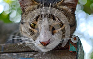 Fluffy, grey tabby mongrel cat lying on postbox