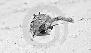 Fluffy ground squirrel rodent marmotini animal in natural habitat