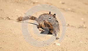 Fluffy ground squirrel rodent marmotini animal in natural habitat