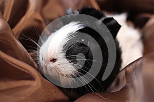 Fluffy guinea pig black and white pet animal