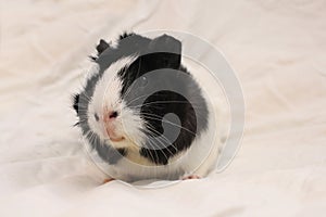 Fluffy guinea pig black and white pet animal