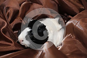 Fluffy guinea pig black and white pet animal