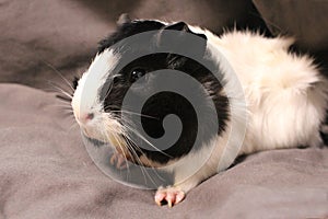 Fluffy Guinea pig funny pet sitting rodent