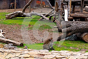 Fluffy hairy monkey lives in a zoo