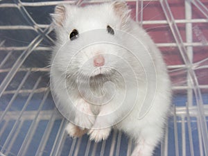 White hamster in wheel
