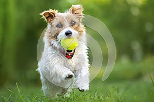 Fluffy happy pet dog puppy running, playing with a ball in the grass