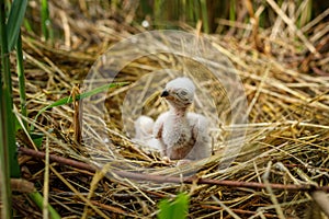 Fluffy harrier chicks waiting for feed. Western marsh harrier cubs, Circus aeruginosus, in nest built in reed. Bird of prey