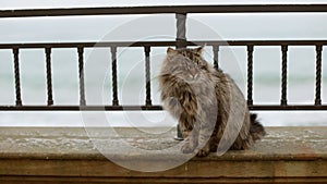 Fluffy homeless cat sits on the embankment near the sea and looks at the camera. Fluffy animal on the beach.