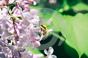 Fluffy humblefly collects nectar on purple flowers close-up