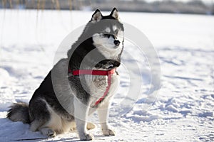 A fluffy husky dog sits in the snow