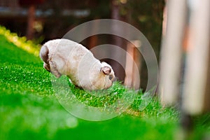 Fluffy Jumping White Easter Bunny