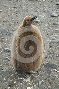 Fluffy King penguin chick
