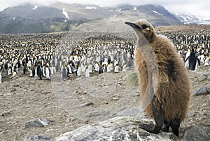 Fluffy King penguin chick