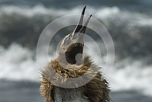 Fluffy King penguin chick
