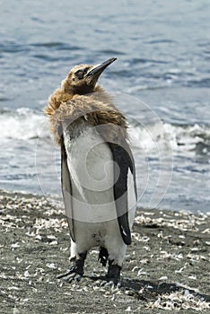 Fluffy King penguin chick