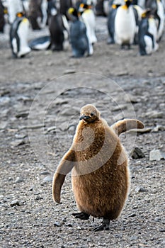 Fluffy King Penguin chick walking on the beach photo