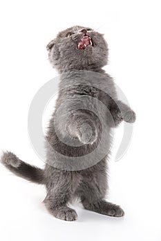 Fluffy kitten British cat meows