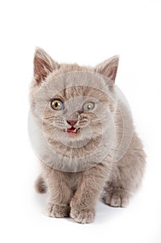 Fluffy kitten British cat meows photo