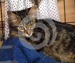 Fluffy kitten in a cage in a shelter