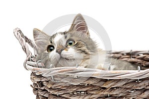 Fluffy kitten lying in a basket on a white background