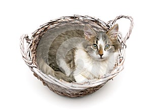 Fluffy kitten lying in a wicker basket on a white background