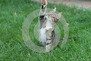 Fluffy kitten or outbred cat sit on green grass play with human hand, cat