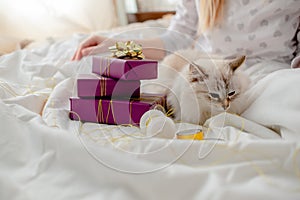 Fluffy kitten with presents, bows and ribbons. Top horizontal view. Christmas and New year concept copyspace