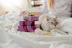 Fluffy kitten with presents, bows and ribbons. Top horizontal view. Christmas and New year concept copyspace