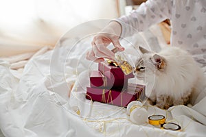 Fluffy kitten with presents, bows and ribbons. Top horizontal view. Christmas and New year concept copyspace