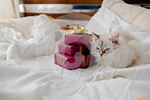 Fluffy kitten with presents, bows and ribbons. Top horizontal view. Christmas and New year concept copyspace