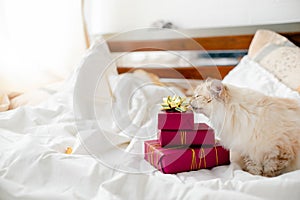 Fluffy kitten with presents, bows and ribbons. Top horizontal view. Christmas and New year concept copyspace