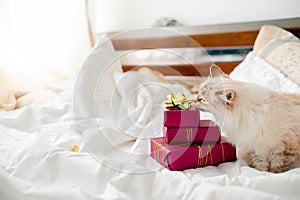 Fluffy kitten with presents, bows and ribbons. Top horizontal view. Christmas and New year concept copyspace