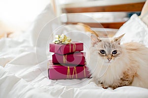 Fluffy kitten with presents, bows and ribbons. Top horizontal view. Christmas and New year concept copyspace