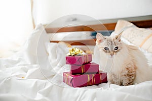 Fluffy kitten with presents, bows and ribbons. Top horizontal view. Christmas and New year concept copyspace