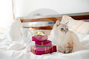 Fluffy kitten with presents, bows and ribbons. Top horizontal view. Christmas and New year concept copyspace