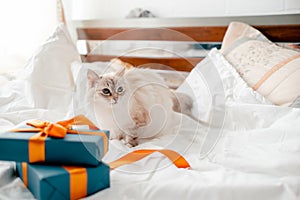 Fluffy kitten with presents, bows and ribbons. Top horizontal view. Christmas and New year concept copyspace