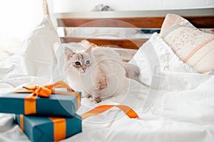 Fluffy kitten with presents, bows and ribbons. Top horizontal view. Christmas and New year concept copyspace