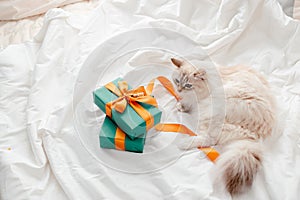 Fluffy kitten with presents, bows and ribbons. Top horizontal view. Christmas and New year concept copyspace