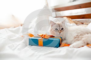 Fluffy kitten with presents, bows and ribbons. Top horizontal view. Christmas and New year concept copyspace